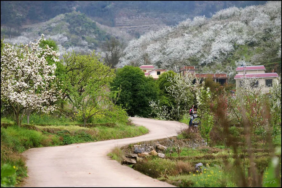 【春天,广西桂林灌阳县向您发出邀请!】我们在灌阳看梨花 - 游山玩水 - 安顺生活社区 - 安顺28生活网 anshun.28life.com