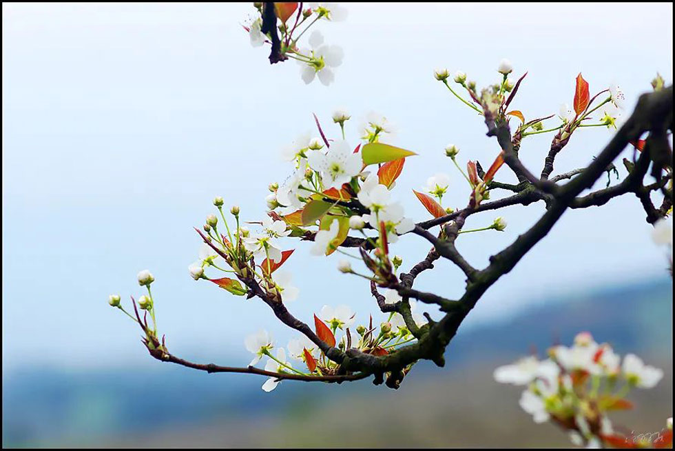 【春天,广西桂林灌阳县向您发出邀请!】我们在灌阳看梨花 - 游山玩水 - 安顺生活社区 - 安顺28生活网 anshun.28life.com