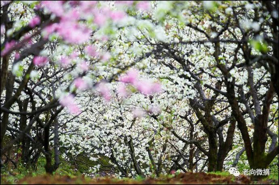 【春天,广西桂林灌阳县向您发出邀请!】我们在灌阳看梨花 - 游山玩水 - 安顺生活社区 - 安顺28生活网 anshun.28life.com