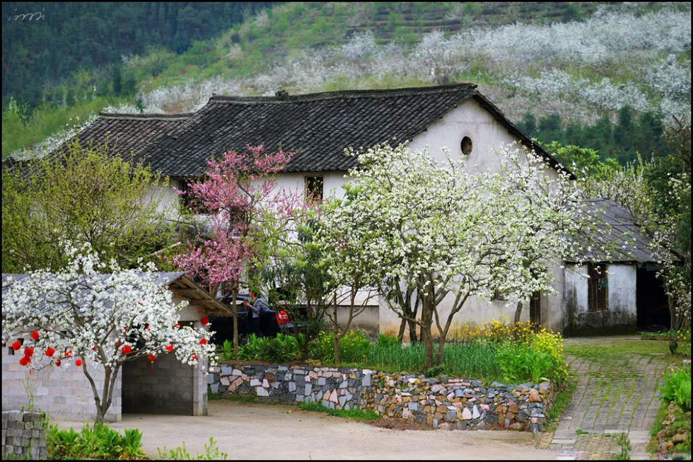 【春天,广西桂林灌阳县向您发出邀请!】我们在灌阳看梨花 - 游山玩水 - 安顺生活社区 - 安顺28生活网 anshun.28life.com