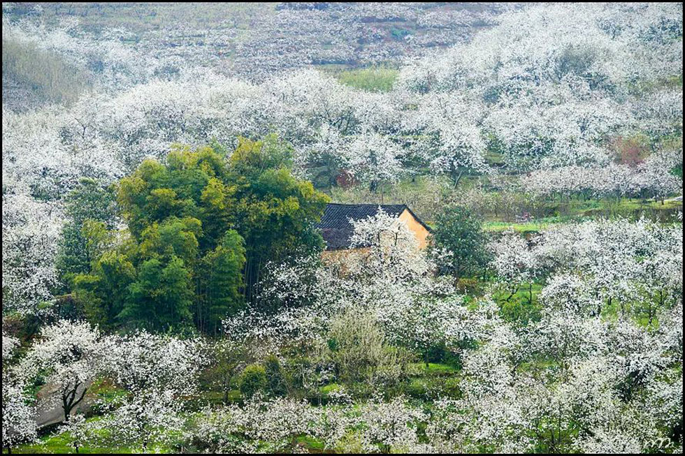 【春天,广西桂林灌阳县向您发出邀请!】我们在灌阳看梨花 - 游山玩水 - 安顺生活社区 - 安顺28生活网 anshun.28life.com