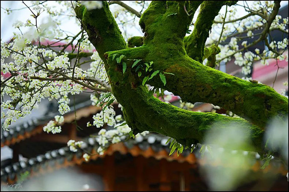 【春天,广西桂林灌阳县向您发出邀请!】我们在灌阳看梨花 - 游山玩水 - 安顺生活社区 - 安顺28生活网 anshun.28life.com