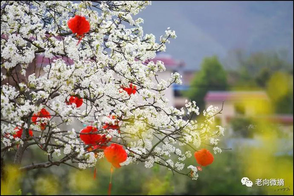【春天,广西桂林灌阳县向您发出邀请!】我们在灌阳看梨花 - 游山玩水 - 安顺生活社区 - 安顺28生活网 anshun.28life.com