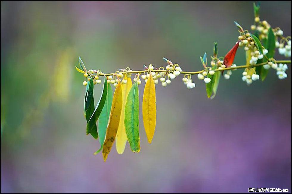 【春天，广西桂林灌阳县向您发出邀请！】米珠山前有片山苍子花在飘香 - 游山玩水 - 安顺生活社区 - 安顺28生活网 anshun.28life.com