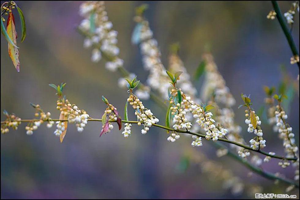 【春天，广西桂林灌阳县向您发出邀请！】米珠山前有片山苍子花在飘香 - 游山玩水 - 安顺生活社区 - 安顺28生活网 anshun.28life.com