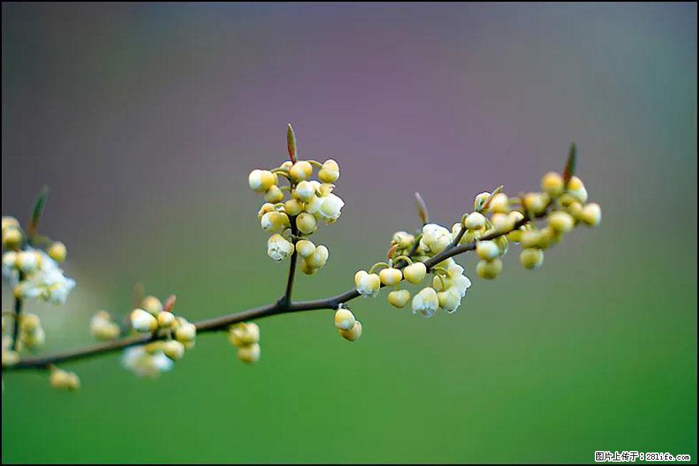 【春天，广西桂林灌阳县向您发出邀请！】米珠山前有片山苍子花在飘香 - 游山玩水 - 安顺生活社区 - 安顺28生活网 anshun.28life.com