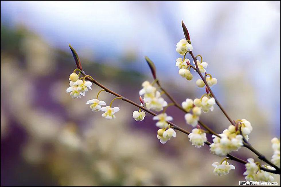 【春天，广西桂林灌阳县向您发出邀请！】米珠山前有片山苍子花在飘香 - 游山玩水 - 安顺生活社区 - 安顺28生活网 anshun.28life.com