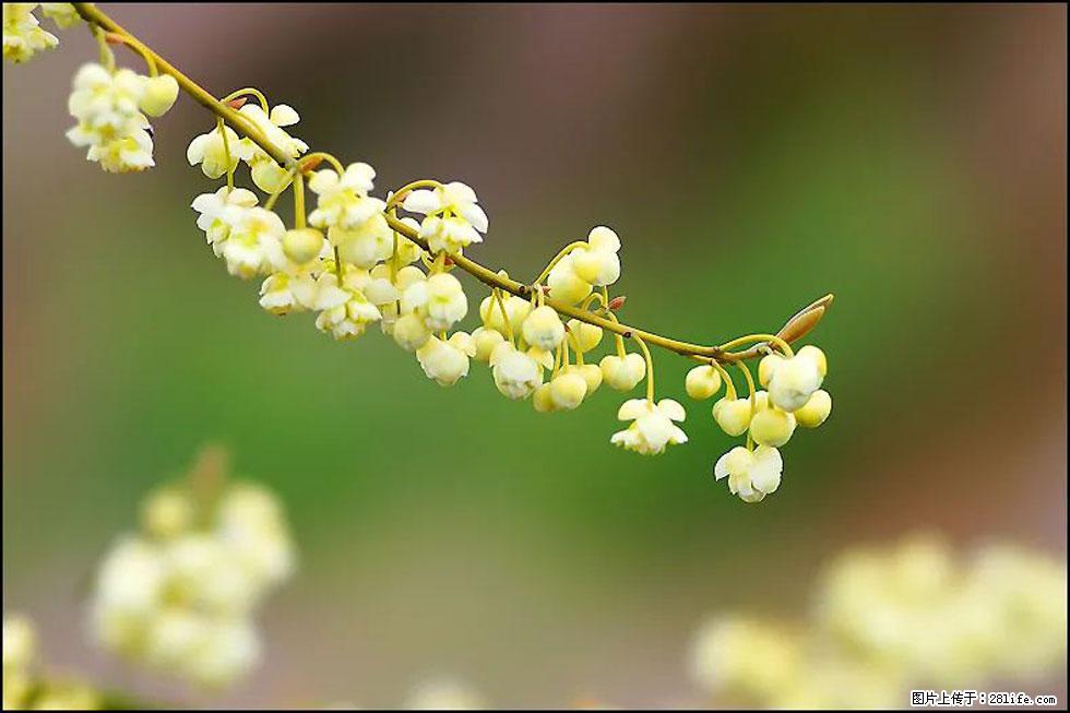 【春天，广西桂林灌阳县向您发出邀请！】米珠山前有片山苍子花在飘香 - 游山玩水 - 安顺生活社区 - 安顺28生活网 anshun.28life.com
