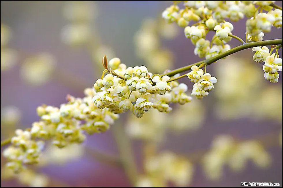 【春天，广西桂林灌阳县向您发出邀请！】米珠山前有片山苍子花在飘香 - 游山玩水 - 安顺生活社区 - 安顺28生活网 anshun.28life.com
