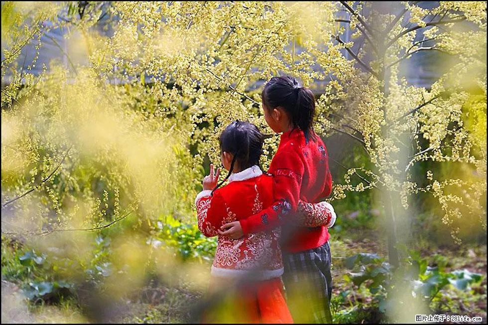 【春天，广西桂林灌阳县向您发出邀请！】米珠山前有片山苍子花在飘香 - 游山玩水 - 安顺生活社区 - 安顺28生活网 anshun.28life.com