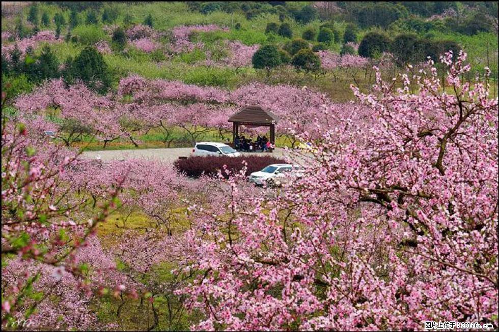 【春天,广西桂林灌阳县向您发出邀请!】官庄村有个醉美的桃花园 - 游山玩水 - 安顺生活社区 - 安顺28生活网 anshun.28life.com