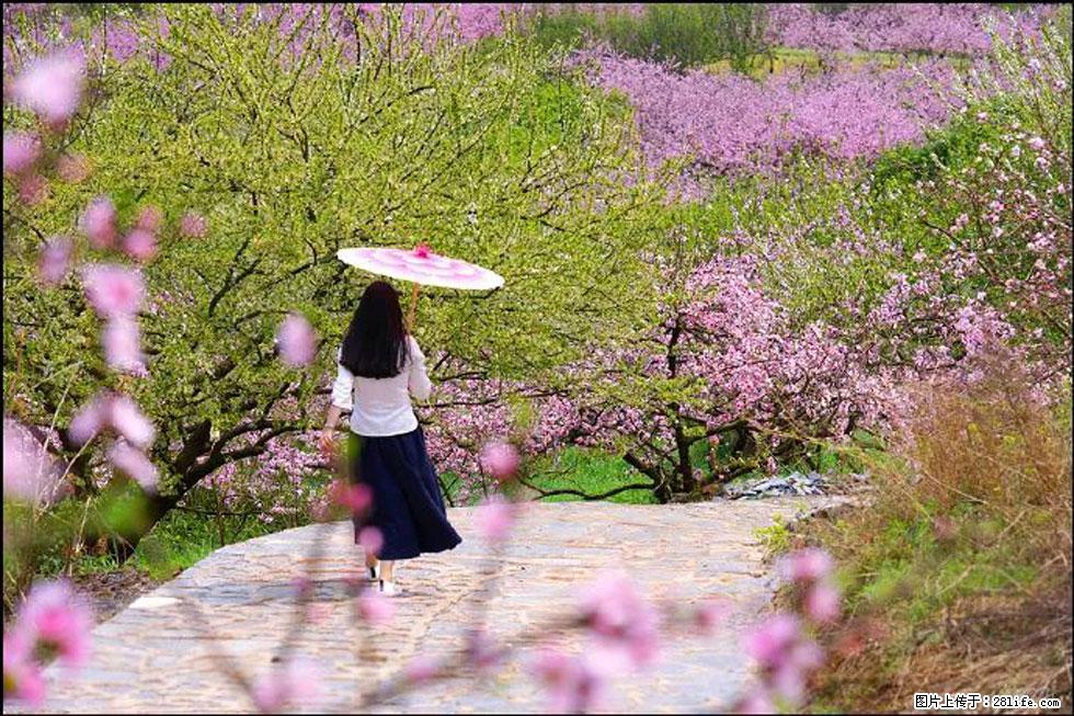 【春天,广西桂林灌阳县向您发出邀请!】官庄村有个醉美的桃花园 - 游山玩水 - 安顺生活社区 - 安顺28生活网 anshun.28life.com