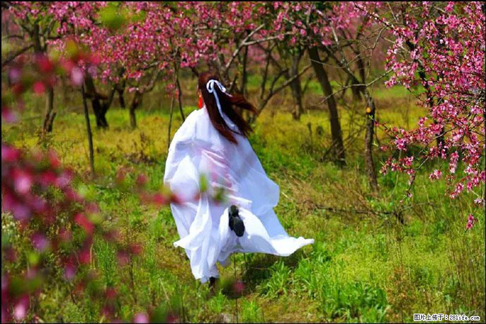 【春天,广西桂林灌阳县向您发出邀请!】官庄村有个醉美的桃花园 - 游山玩水 - 安顺生活社区 - 安顺28生活网 anshun.28life.com