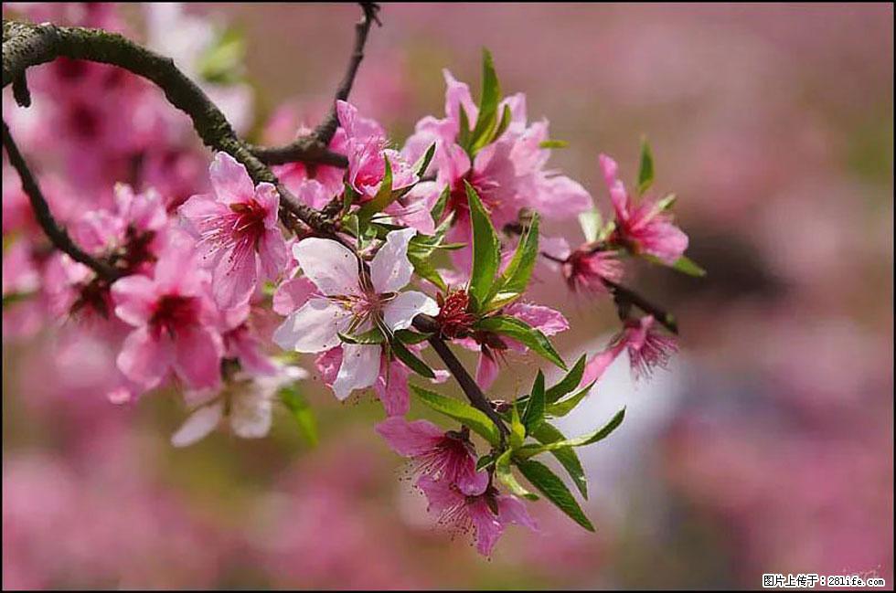 【春天,广西桂林灌阳县向您发出邀请!】官庄村有个醉美的桃花园 - 游山玩水 - 安顺生活社区 - 安顺28生活网 anshun.28life.com