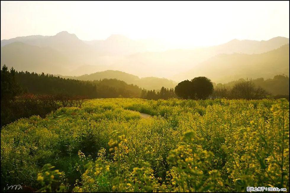 【春天,广西桂林灌阳县向您发出邀请!】长坪村油菜盛情花开 - 游山玩水 - 安顺生活社区 - 安顺28生活网 anshun.28life.com
