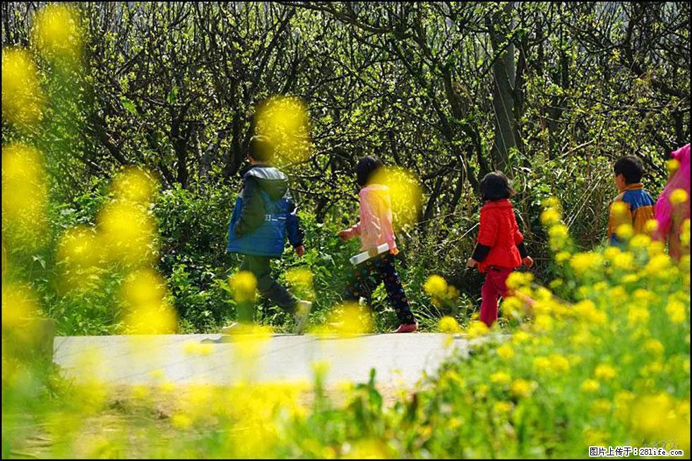 【春天,广西桂林灌阳县向您发出邀请!】长坪村油菜盛情花开 - 游山玩水 - 安顺生活社区 - 安顺28生活网 anshun.28life.com