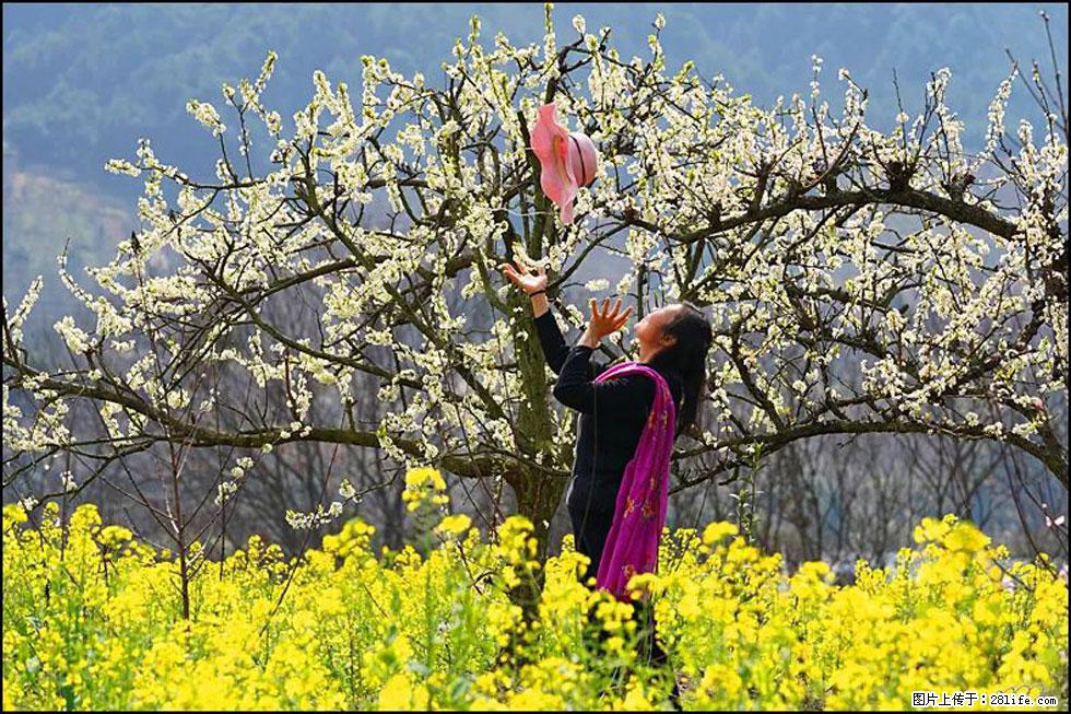 【春天,广西桂林灌阳县向您发出邀请!】长坪村油菜盛情花开 - 游山玩水 - 安顺生活社区 - 安顺28生活网 anshun.28life.com
