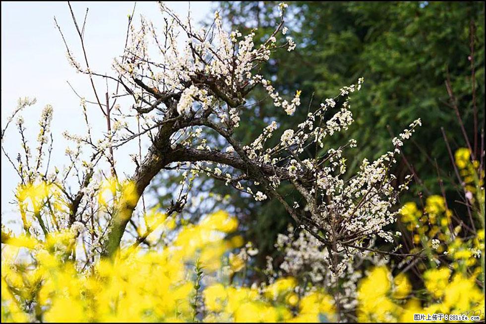 【春天,广西桂林灌阳县向您发出邀请!】长坪村油菜盛情花开 - 游山玩水 - 安顺生活社区 - 安顺28生活网 anshun.28life.com