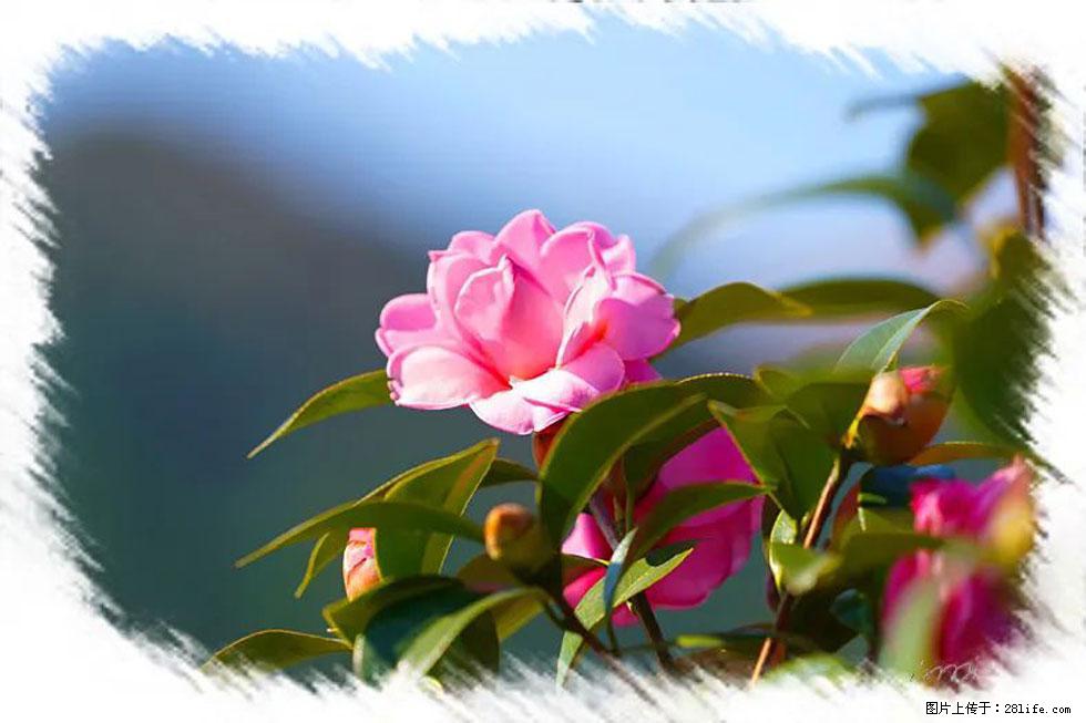 【春天,广西桂林灌阳县向您发出邀请!】杨柳井茶花惹人爱 - 游山玩水 - 安顺生活社区 - 安顺28生活网 anshun.28life.com