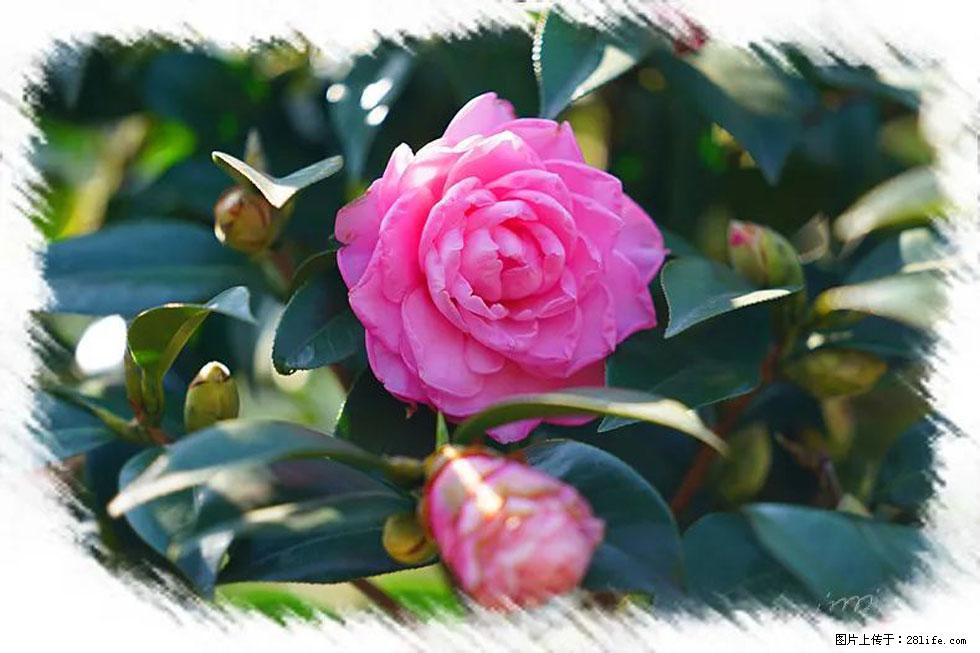 【春天,广西桂林灌阳县向您发出邀请!】杨柳井茶花惹人爱 - 游山玩水 - 安顺生活社区 - 安顺28生活网 anshun.28life.com