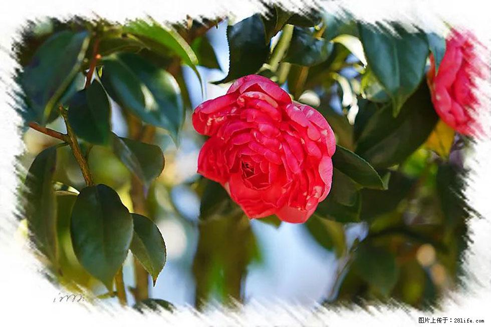 【春天,广西桂林灌阳县向您发出邀请!】杨柳井茶花惹人爱 - 游山玩水 - 安顺生活社区 - 安顺28生活网 anshun.28life.com