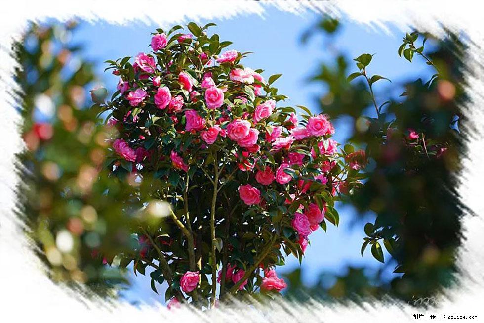 【春天,广西桂林灌阳县向您发出邀请!】杨柳井茶花惹人爱 - 游山玩水 - 安顺生活社区 - 安顺28生活网 anshun.28life.com