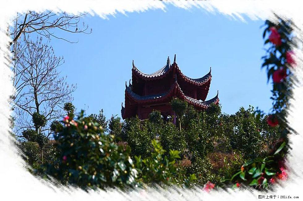 【春天,广西桂林灌阳县向您发出邀请!】杨柳井茶花惹人爱 - 游山玩水 - 安顺生活社区 - 安顺28生活网 anshun.28life.com