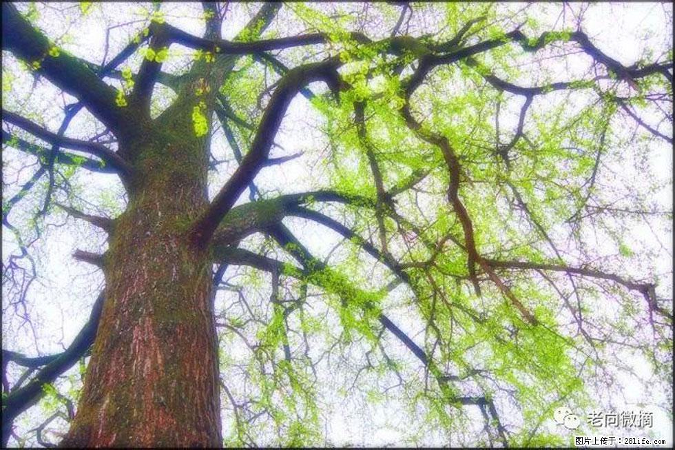 【春天,广西桂林灌阳县向您发出邀请!】在小龙村与春天约会 - 游山玩水 - 安顺生活社区 - 安顺28生活网 anshun.28life.com