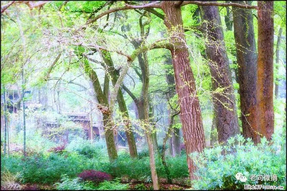 【春天,广西桂林灌阳县向您发出邀请!】在小龙村与春天约会 - 游山玩水 - 安顺生活社区 - 安顺28生活网 anshun.28life.com