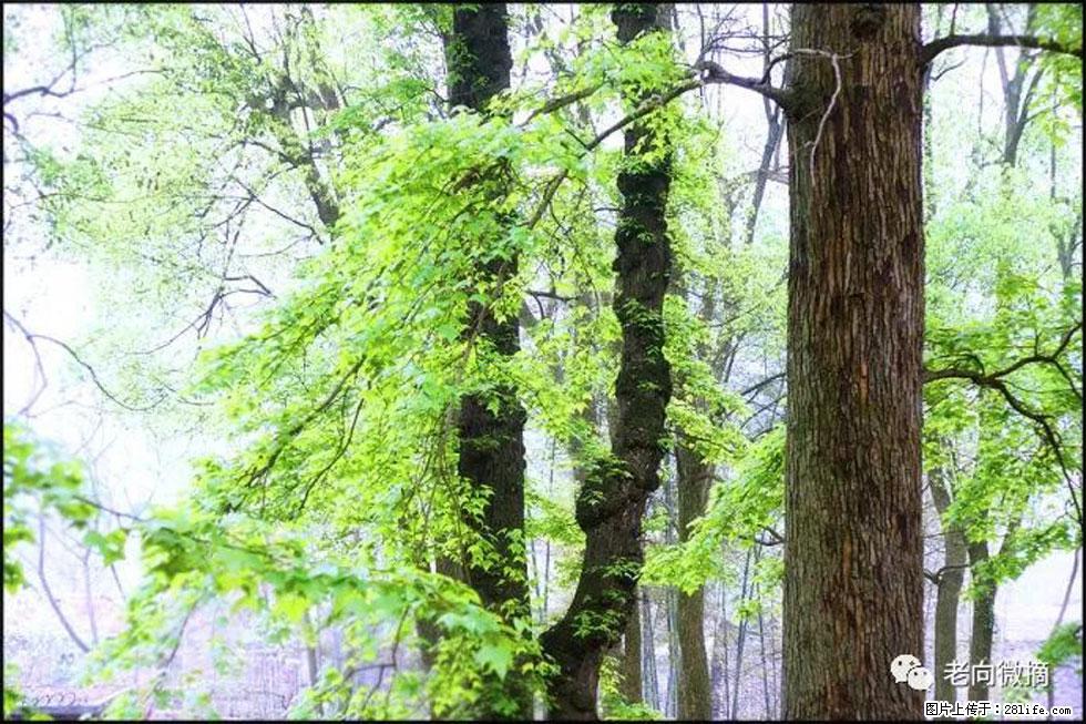 【春天,广西桂林灌阳县向您发出邀请!】在小龙村与春天约会 - 游山玩水 - 安顺生活社区 - 安顺28生活网 anshun.28life.com