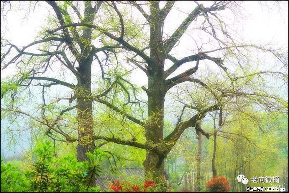 【春天,广西桂林灌阳县向您发出邀请!】在小龙村与春天约会 - 游山玩水 - 安顺生活社区 - 安顺28生活网 anshun.28life.com