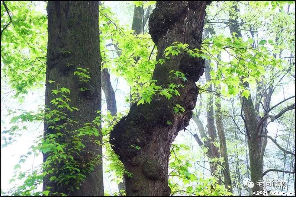 【春天,广西桂林灌阳县向您发出邀请!】在小龙村与春天约会 - 游山玩水 - 安顺生活社区 - 安顺28生活网 anshun.28life.com