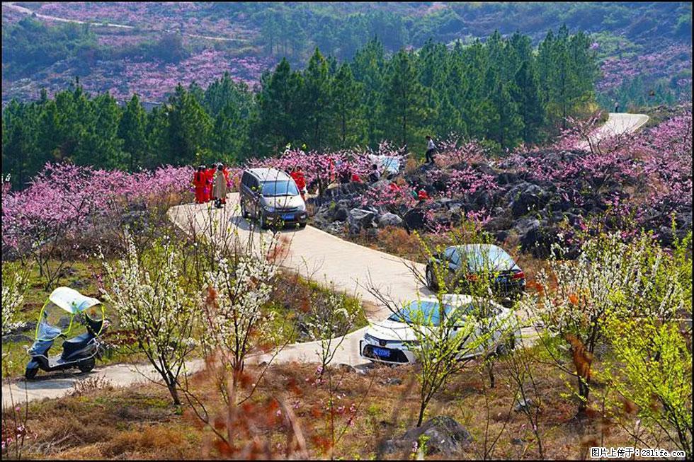 【春天,广西桂林灌阳县向您发出邀请!】望月岭上桃花开 - 游山玩水 - 安顺生活社区 - 安顺28生活网 anshun.28life.com