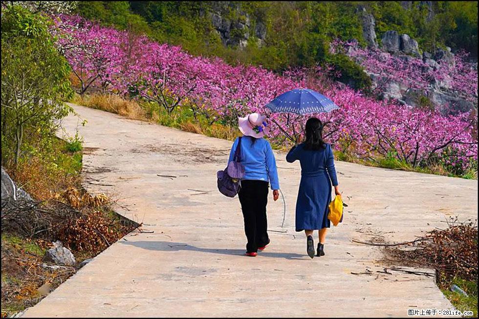 【春天,广西桂林灌阳县向您发出邀请!】望月岭上桃花开 - 游山玩水 - 安顺生活社区 - 安顺28生活网 anshun.28life.com