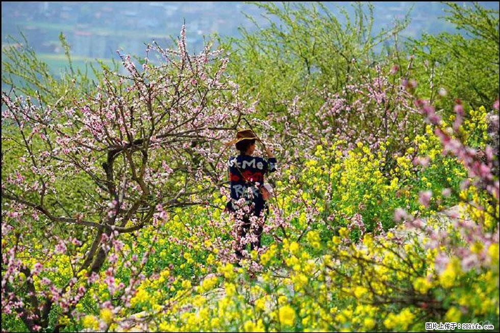 【春天,广西桂林灌阳县向您发出邀请!】望月岭上桃花开 - 游山玩水 - 安顺生活社区 - 安顺28生活网 anshun.28life.com