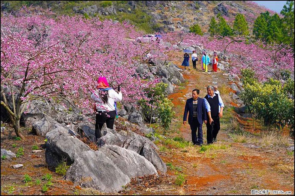 【春天,广西桂林灌阳县向您发出邀请!】望月岭上桃花开 - 游山玩水 - 安顺生活社区 - 安顺28生活网 anshun.28life.com