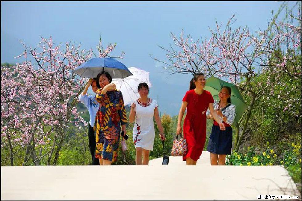【春天,广西桂林灌阳县向您发出邀请!】望月岭上桃花开 - 游山玩水 - 安顺生活社区 - 安顺28生活网 anshun.28life.com