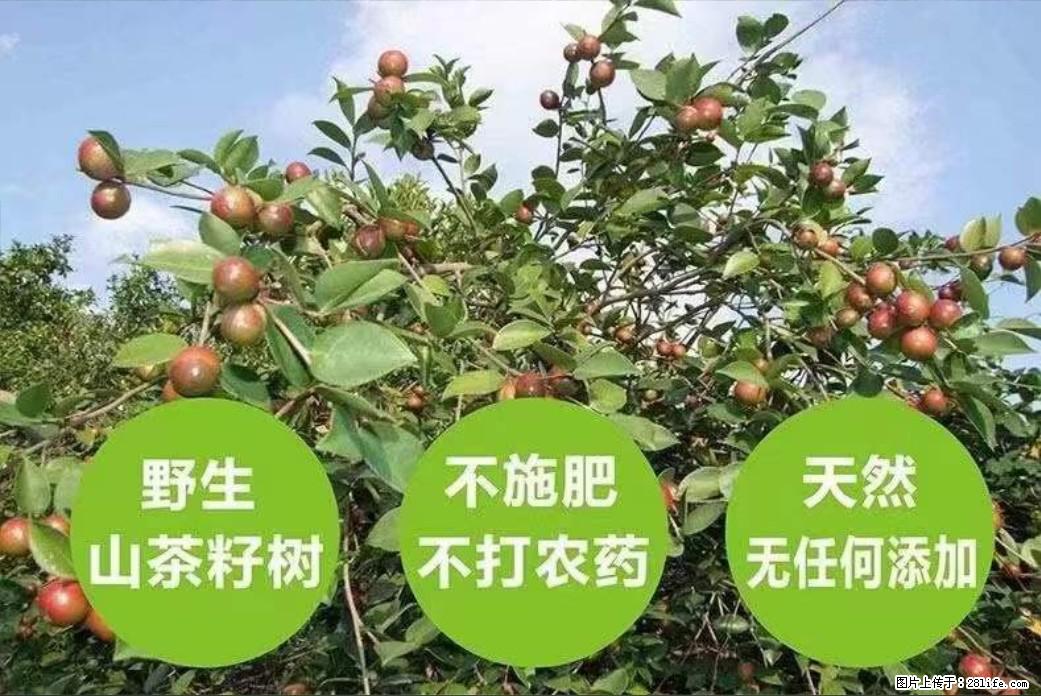 【灌阳县油茶产业示范区】一个有着充实的精神生活的人，对待身外之物自会有一种淡泊的态度 - 土特产 - 饮食特产 - 安顺分类信息 - 安顺28生活网 anshun.28life.com