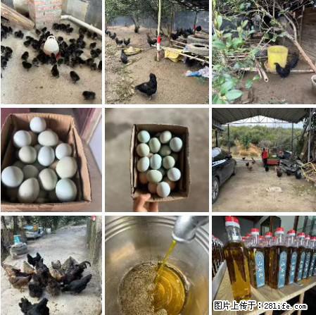油茶园从小鸡仔开始养起的纯土鸡、土鸡蛋可以预定啦！还有前几天刚榨的纯山茶油哦 - 土特产 - 饮食特产 - 安顺分类信息 - 安顺28生活网 anshun.28life.com