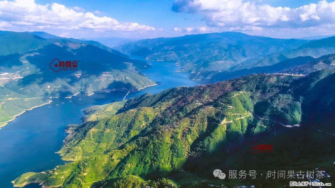 时间果百年古树龙珠普洱生茶 - 购物交流 - 安顺生活社区 - 安顺28生活网 anshun.28life.com