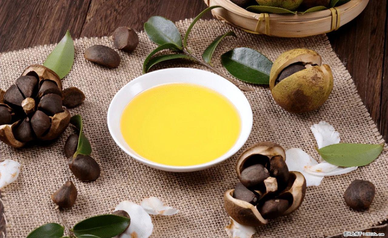 揭秘茶油的5大核心营养成分！被称为人体健康的“守护盾”！ - 安顺生活资讯 - 安顺28生活网 anshun.28life.com