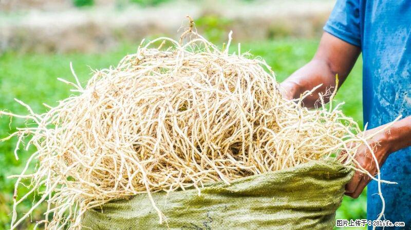 堪称“最难吃”的蔬菜,却是 “抗辐射神器”,还能护肺、清热、止咳化痰! - 安顺生活资讯 - 安顺28生活网 anshun.28life.com