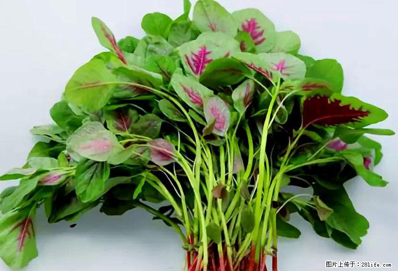 这些蔬菜是“天然钙片”，这6种被医生重点推荐 - 安顺生活资讯 - 安顺28生活网 anshun.28life.com