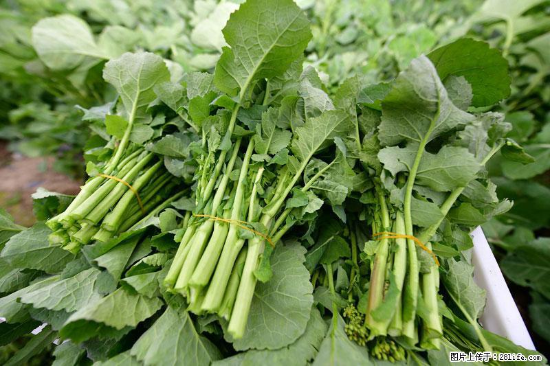 这些蔬菜是“天然钙片”，这6种被医生重点推荐 - 安顺生活资讯 - 安顺28生活网 anshun.28life.com